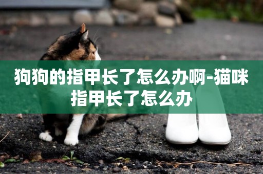 狗狗的指甲長了怎么辦啊-貓咪指甲長了怎么辦