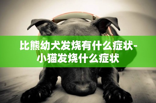 比熊幼犬發燒有什么癥狀-小貓發燒什么癥狀