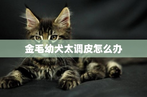 金毛幼犬太調皮怎么辦