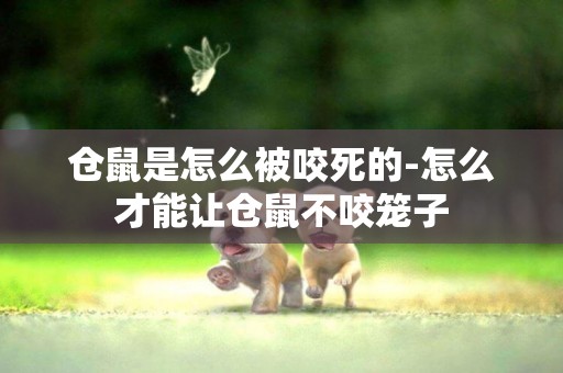 倉鼠是怎么被咬死的-怎么才能讓倉鼠不咬籠子