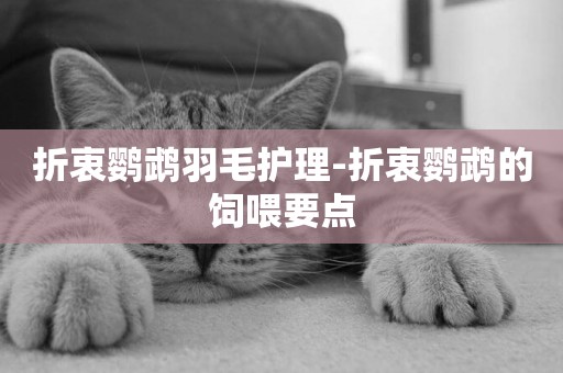 折衷鸚鵡羽毛護理-折衷鸚鵡的飼喂要點