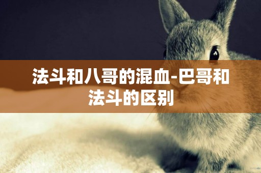 法斗和八哥的混血-巴哥和法斗的區別