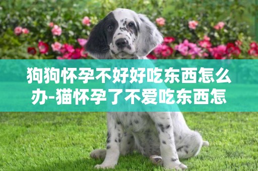 狗狗懷孕不好好吃東西怎么辦-貓懷孕了不愛吃東西怎么回事
