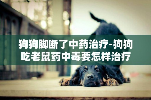 狗狗腳斷了中藥治療-狗狗吃老鼠藥中毒要怎樣治療