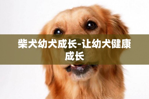 柴犬幼犬成長-讓幼犬健康成長