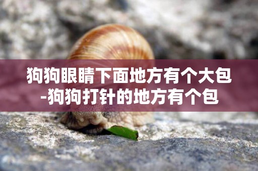 狗狗眼睛下面地方有個大包-狗狗打針的地方有個包