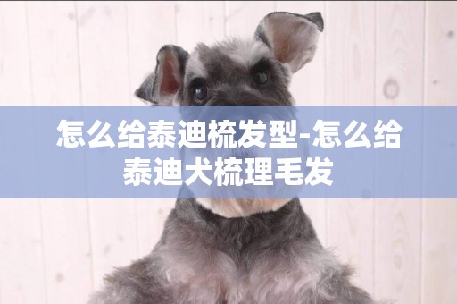 怎么給泰迪梳發型-怎么給泰迪犬梳理毛發