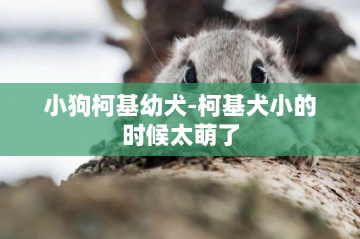 小狗柯基幼犬-柯基犬小的時候太萌了
