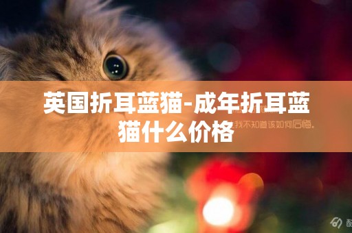 英國折耳藍貓-成年折耳藍貓什么價格