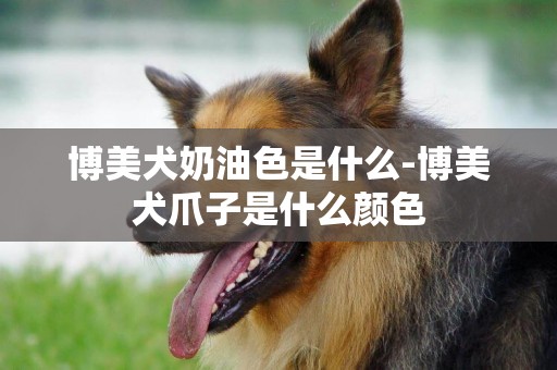 博美犬奶油色是什么-博美犬爪子是什么顏色
