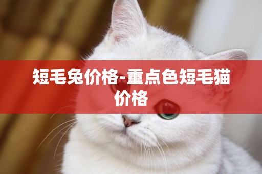 短毛兔價格-重點色短毛貓價格