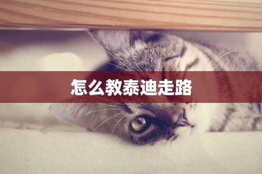 怎么教泰迪走路