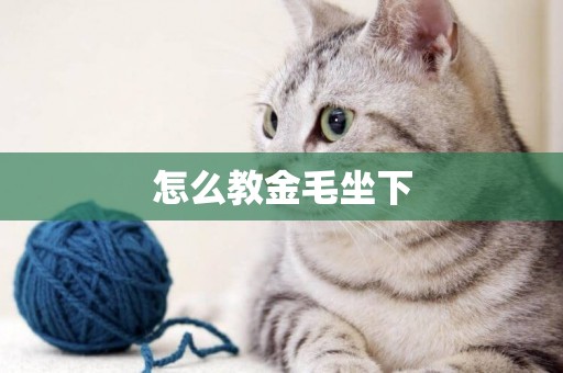 怎么教金毛坐下