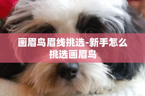 畫眉鳥眉線挑選-新手怎么挑選畫眉鳥