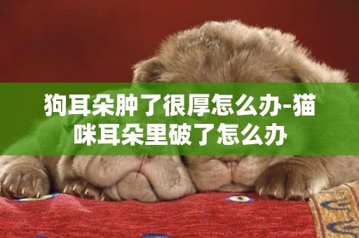 狗耳朵腫了很厚怎么辦-貓咪耳朵里破了怎么辦