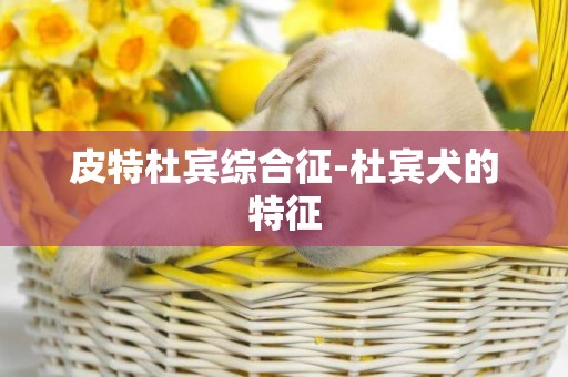 皮特杜賓綜合征-杜賓犬的特征