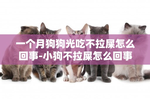 一個月狗狗光吃不拉屎怎么回事-小狗不拉屎怎么回事