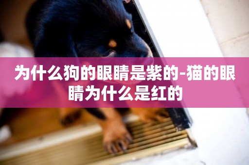 為什么狗的眼睛是紫的-貓的眼睛為什么是紅的