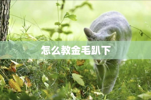 怎么教金毛趴下