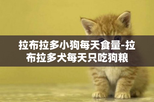 拉布拉多小狗每天食量-拉布拉多犬每天只吃狗糧