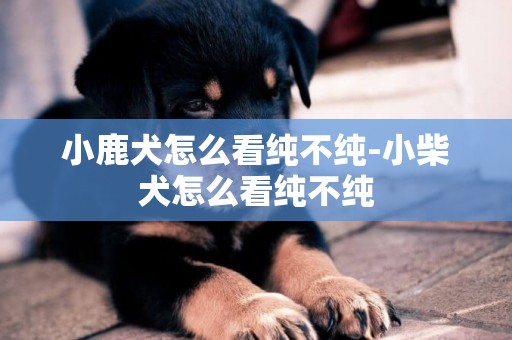 小鹿犬怎么看純不純-小柴犬怎么看純不純