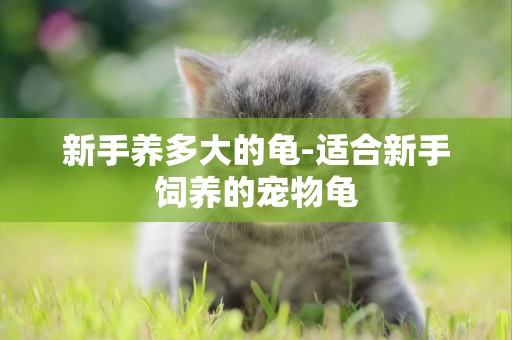 新手養多大的龜-適合新手飼養的寵物龜