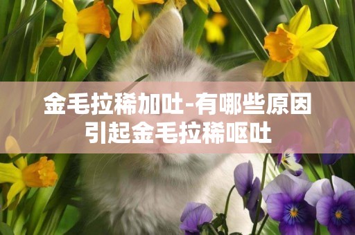 金毛拉稀加吐-有哪些原因引起金毛拉稀嘔吐