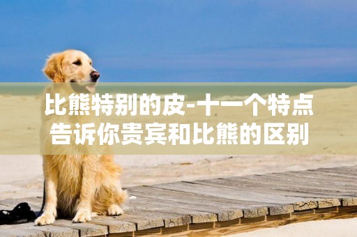 比熊特別的皮-十一個特點告訴你貴賓和比熊的區別