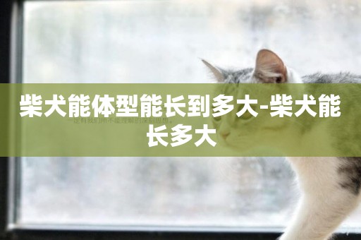 柴犬能體型能長到多大-柴犬能長多大