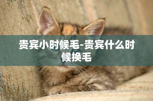 貴賓小時候毛-貴賓什么時候換毛