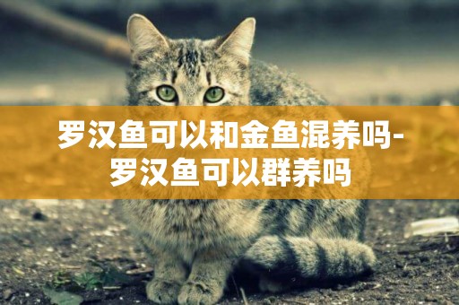 羅漢魚可以和金魚混養嗎-羅漢魚可以群養嗎