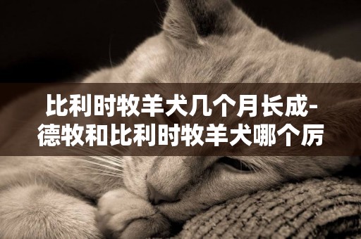 比利時牧羊犬幾個月長成-德牧和比利時牧羊犬哪個厲害
