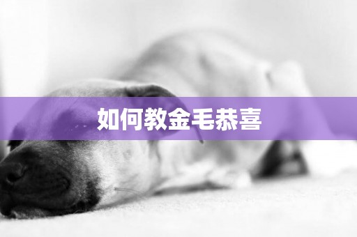如何教金毛恭喜