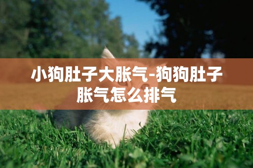 小狗肚子大脹氣-狗狗肚子脹氣怎么排氣