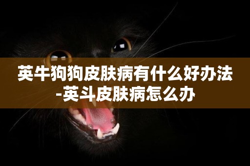 英牛狗狗皮膚病有什么好辦法-英斗皮膚病怎么辦