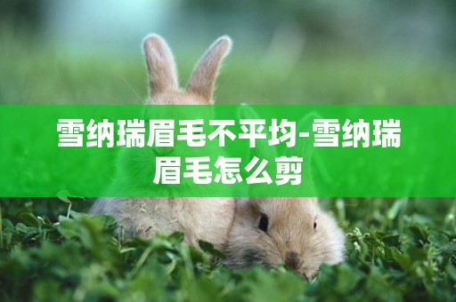 雪納瑞眉毛不平均-雪納瑞眉毛怎么剪