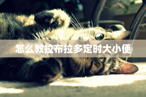 怎么教拉布拉多定時大小便