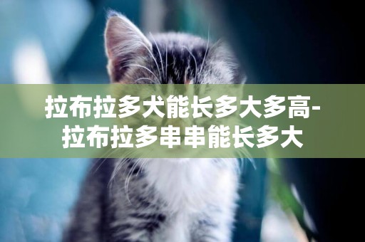 拉布拉多犬能長多大多高-拉布拉多串串能長多大