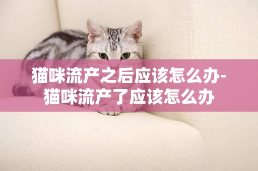 貓咪流產之后應該怎么辦-貓咪流產了應該怎么辦