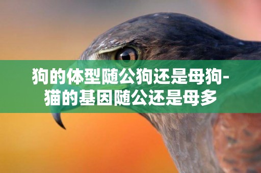 狗的體型隨公狗還是母狗-貓的基因隨公還是母多