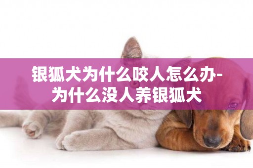 銀狐犬為什么咬人怎么辦-為什么沒人養銀狐犬