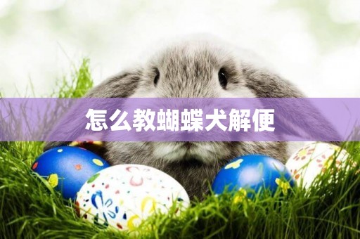 怎么教蝴蝶犬解便