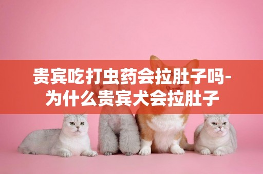 貴賓吃打蟲藥會拉肚子嗎-為什么貴賓犬會拉肚子