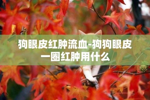 狗眼皮紅腫流血-狗狗眼皮一圈紅腫用什么