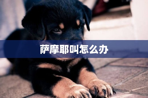 薩摩耶叫怎么辦