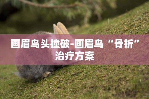 畫眉鳥頭撞破-畫眉鳥“骨折”治療方案