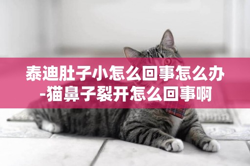 泰迪肚子小怎么回事怎么辦-貓鼻子裂開怎么回事啊