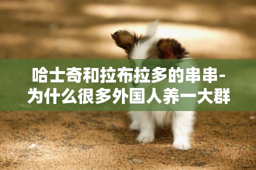 哈士奇和拉布拉多的串串-為什么很多外國人養一大群的哈士奇