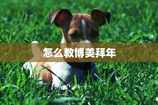 怎么教博美拜年