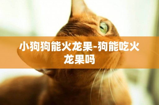 小狗狗能火龍果-狗能吃火龍果嗎
